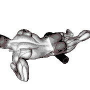 Roll Tensor Fasciae Latae demonstration